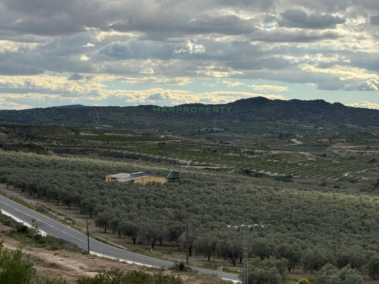 FINCA OLEÍCOLA EN PRODUCCIÓN
